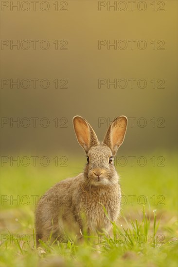 European Rabbit