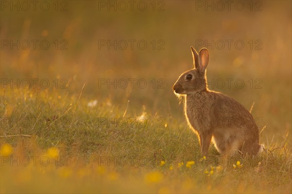 European Rabbit