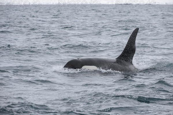 North Atlantic Killer Whale