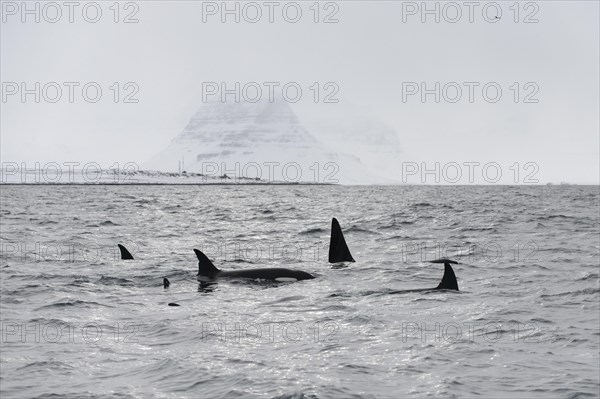 North Atlantic Killer Whale