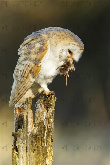 Barn Owl