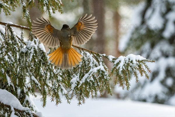 Siberian Jay