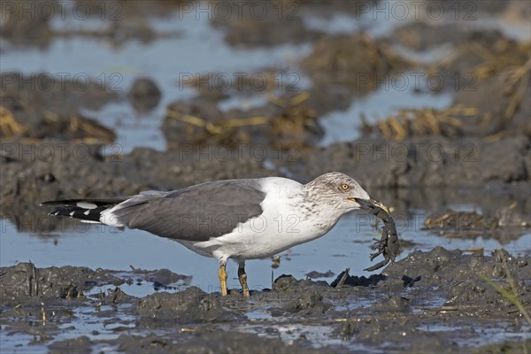 Lesser Black-backed Gull