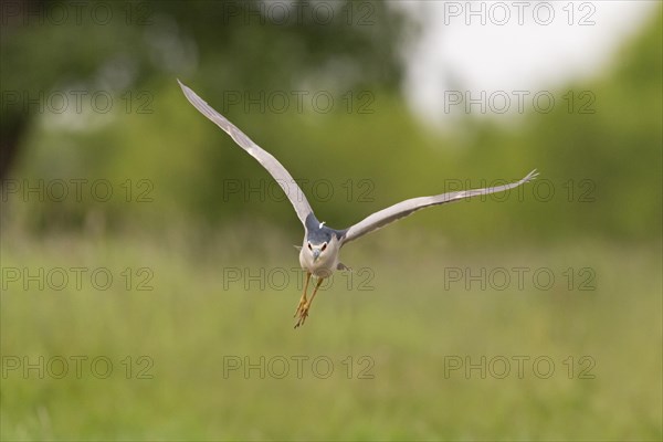 Night Heron