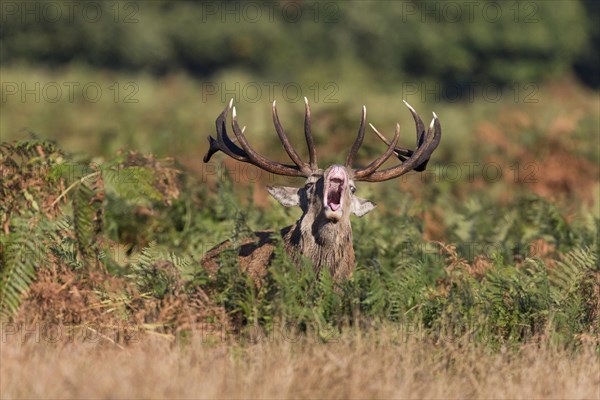 Red Deer