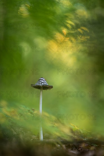 Magpie Fungus