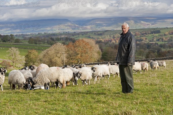 Shepherd with his flock of sheep on upland pasture above the Eden Valley