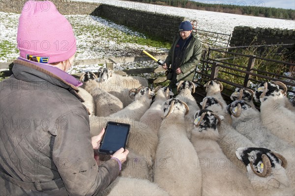 Shepherd using a stick reader to record tag numbers