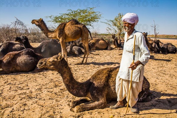 Dromedaries with guardians in the Thar Desert