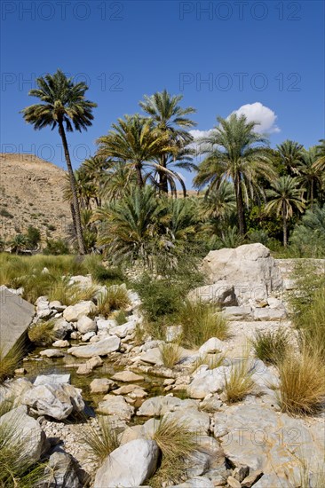 Paradise Wadi Bani Khalid