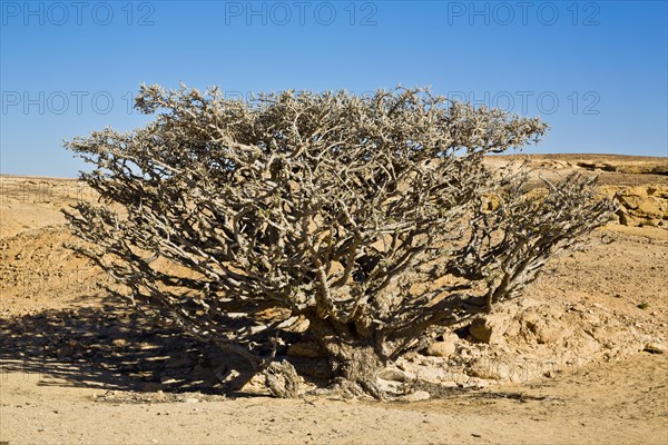 Incense trees in Wadi Doka