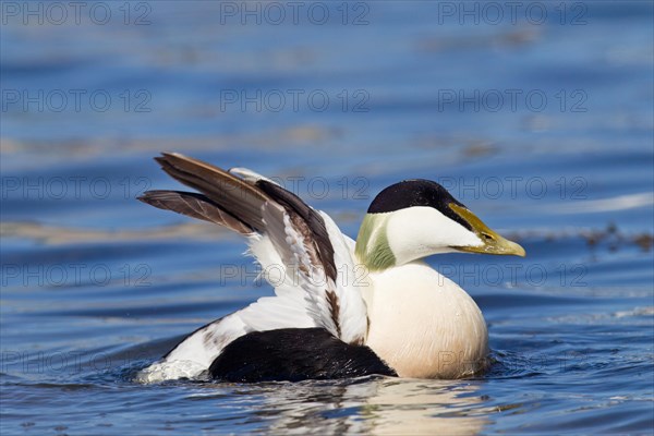 Adult male Common Eider