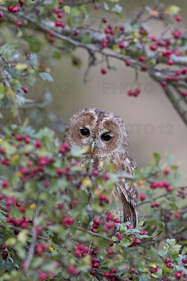 Tawny Owl