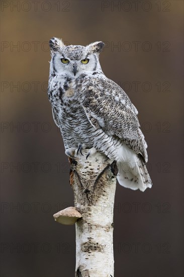 Great-Horned Owl