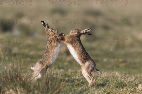 European Hare