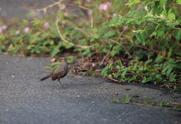 Indian Robin