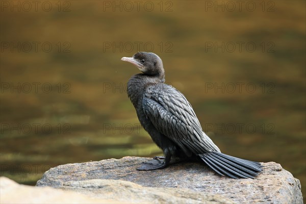 Little Cormorant