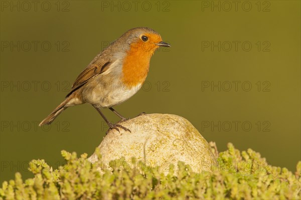 European Robin