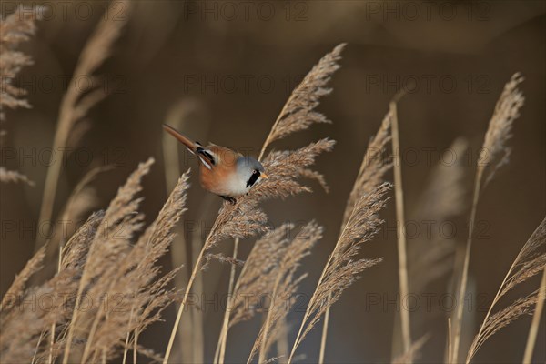 Bearded Tit