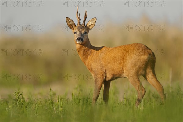 Western Roe Deer