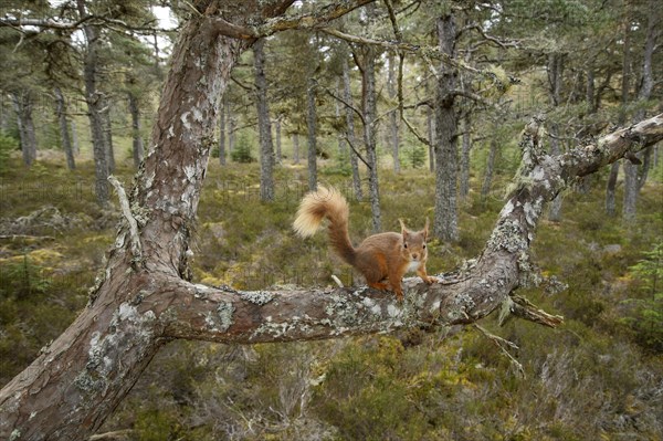 Eurasian Red Squirrel