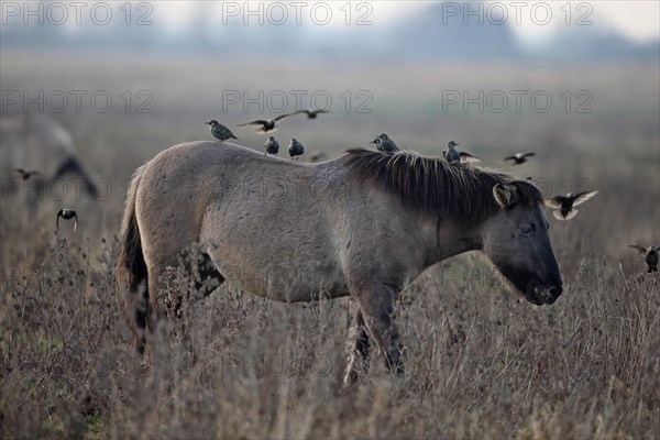 Konik Pony