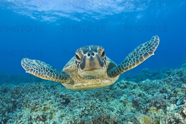 Green turtle (Chelonia mydas)