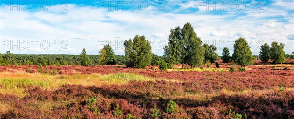 Typical heath landscape