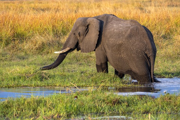 African elephant