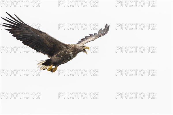 White-tailed eagle