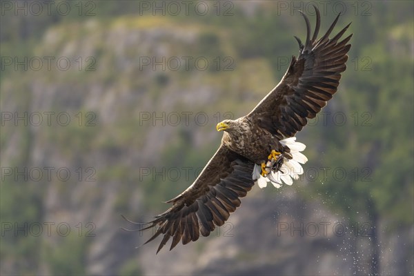 White-tailed eagle