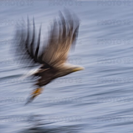 White-tailed eagle