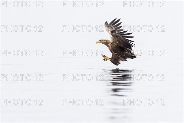 White-tailed eagle