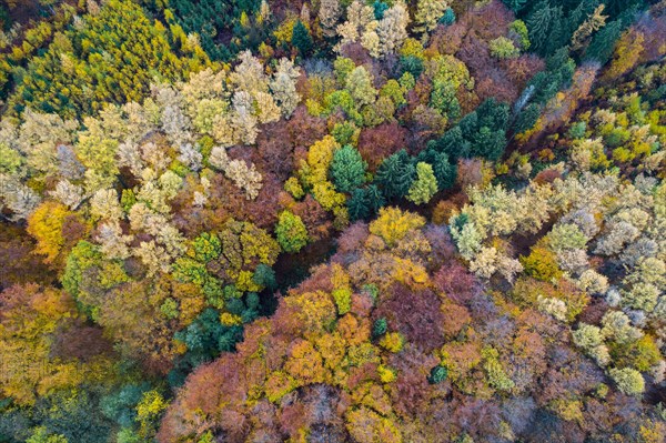 Autumn coloured mixed forest