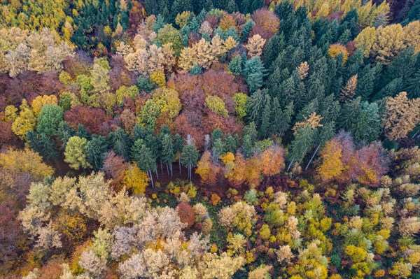 Autumn coloured mixed forest