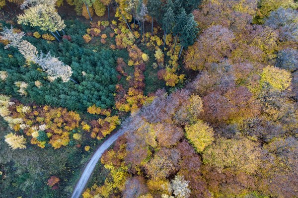 Autumn coloured mixed forest