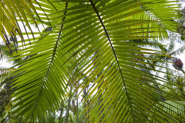 Tree ferns