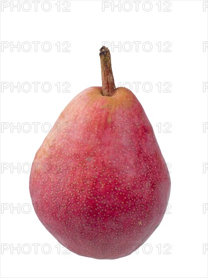 Pear variety Williams Christ red