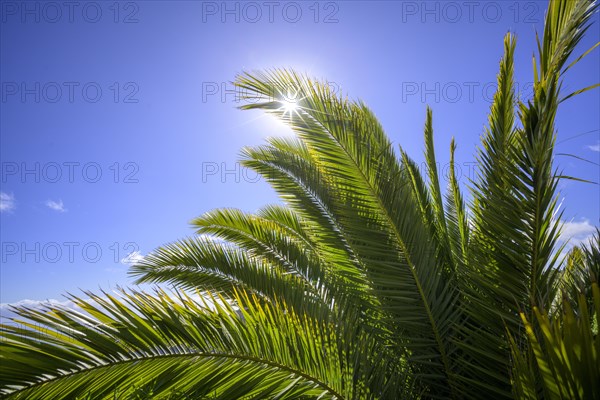 Canary island date palm