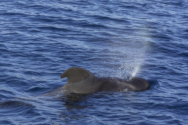 Long-finned pilot whale