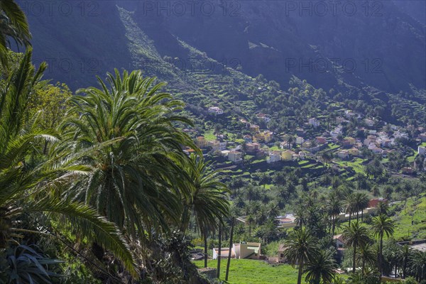 Canary island date palm