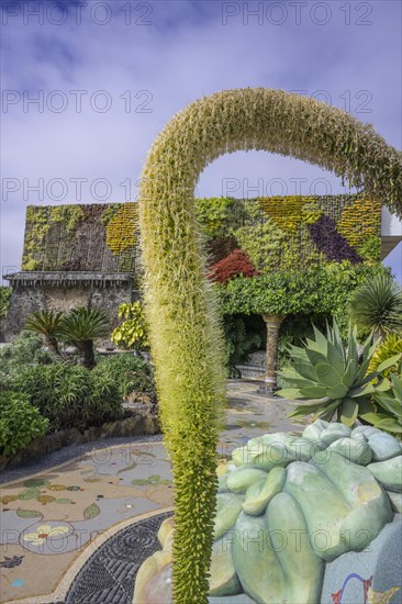 Flowering Dragon Tree Agave or lion's tail