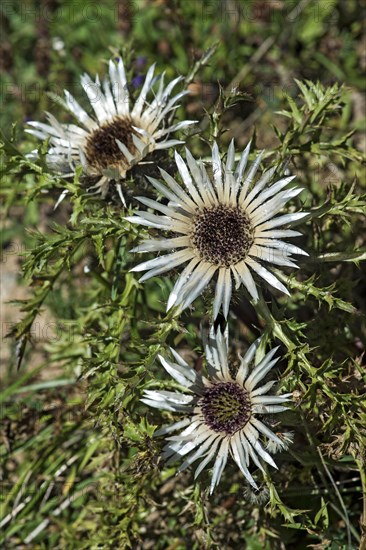 Silver thistle