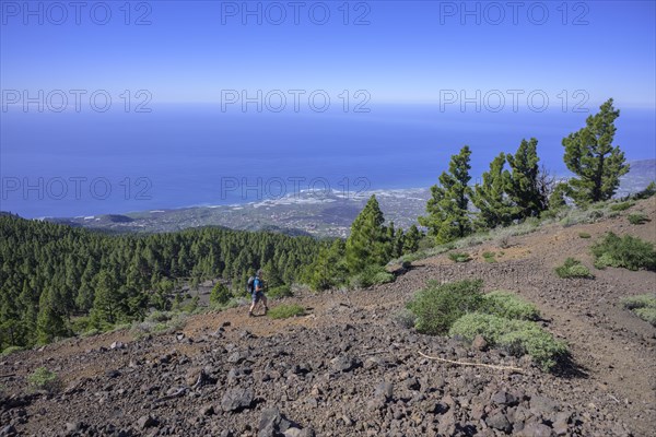 The canary island pine