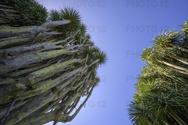 Canary canary islands dragon tree