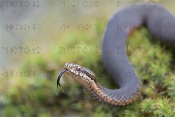 Common european viper