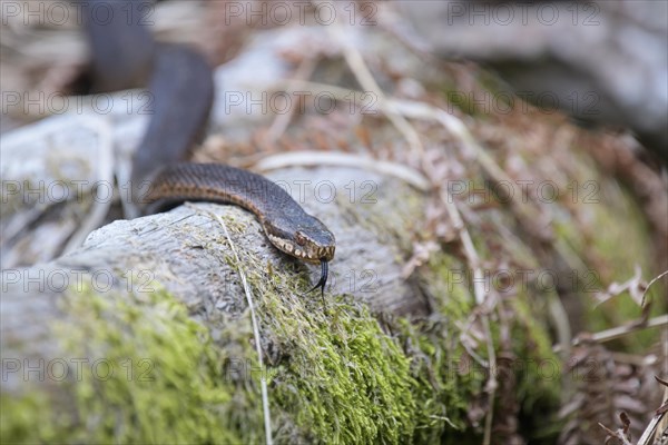 Common european viper