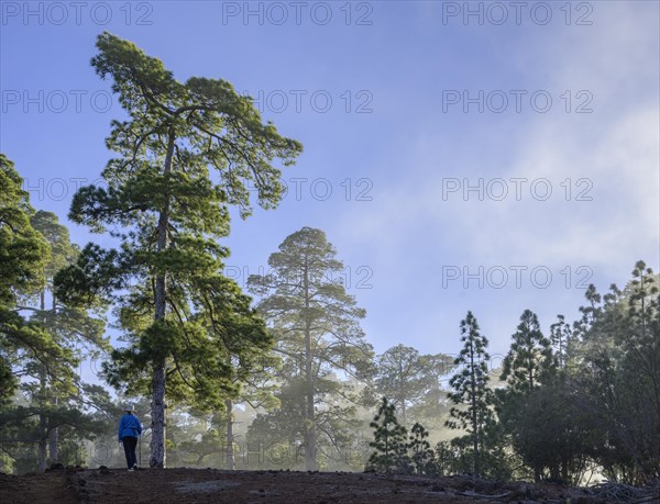 Clouds of mist drift over the forest of Canary Island canary island pine