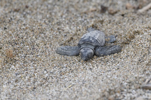 Loggerhead sea turtle