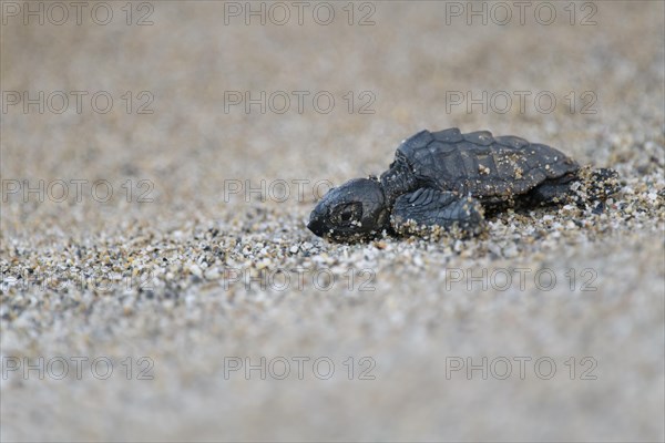 Loggerhead sea turtle